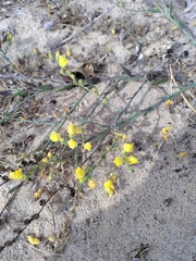 Linaria genistifolia