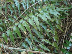 Asplenium polyodon