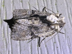 Oligia modica