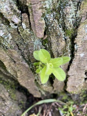 Cerastium glomeratum
