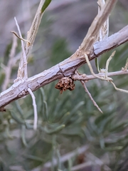 Halodiplosis sarcobati