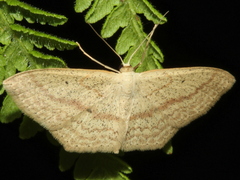 Scopula perlata