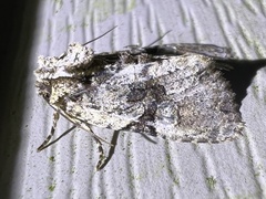 Oligia modica