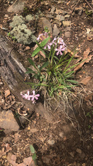 Silene caroliniana