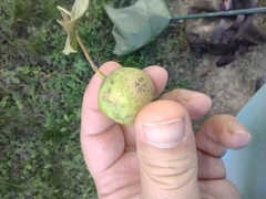 Pyrus communis pyraster