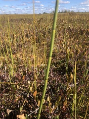 Equisetum fluviatile