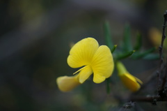 Pultenaea tenuifolia
