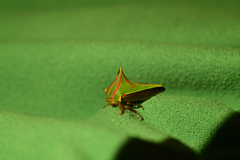 Umbonia spinosa