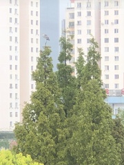 Ardea cinerea
