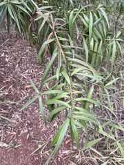 Podocarpus latifolius