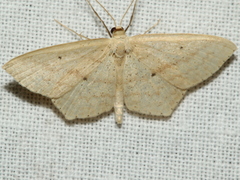 Scopula perlata