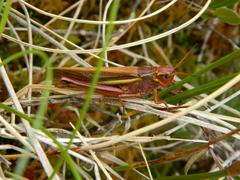 Stethophyma lineatum