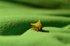 Umbonia spinosa