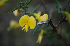 Pultenaea tenuifolia