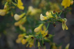 Pultenaea tenuifolia
