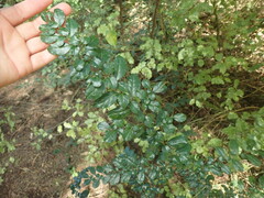 Azara microphylla