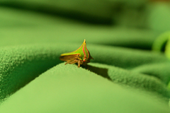 Umbonia spinosa