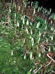 Bryum
