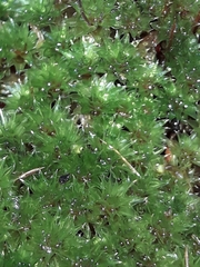 Bryum