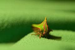 Umbonia spinosa