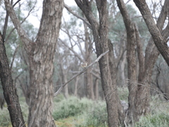 Aphelocephala leucopsis