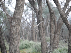 Aphelocephala leucopsis