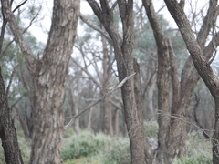 Aphelocephala leucopsis