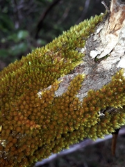 Macromitrium longipes