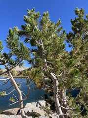 Pinus albicaulis