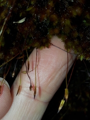 Macromitrium longipes