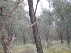 Aphelocephala leucopsis