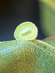 Caryomyia persicoides