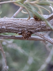 Halodiplosis sarcobati