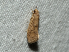 Syncometes vilis