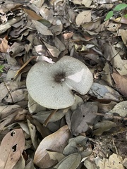 Agaricales