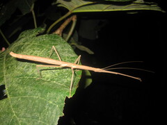 Lopaphus