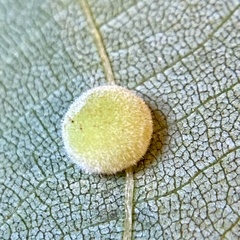 Caryomyia persicoides