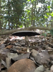 Agaricales