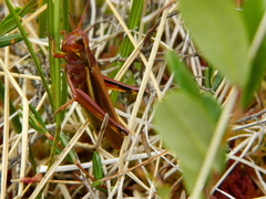 Stethophyma lineatum