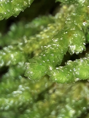 Cladomnion ericoides