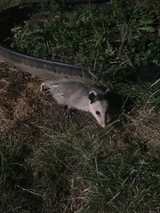 Didelphis virginiana