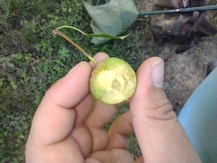 Pyrus communis pyraster
