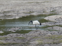 Threskiornis aethiopicus