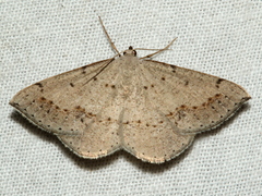 Taxeotis perlinearia
