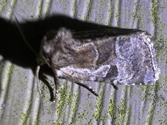Meropleon ambifusca