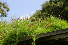 Ipomoea quamoclit