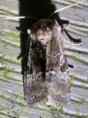 Meropleon ambifusca