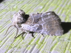 Meropleon ambifusca