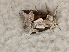 Wilemanus bidentatus