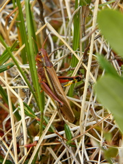 Stethophyma lineatum